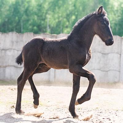 mały czarny koń porusający się po piasku za nim widać betonowe ogrodzenie